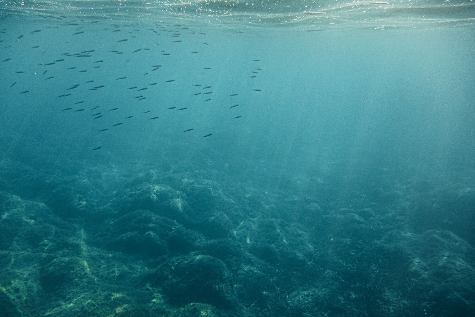 Banc de poissons observé sous la surface